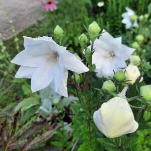Katmerli platycodon tohumu beyaz balon çiçeği tohumu hakone white
