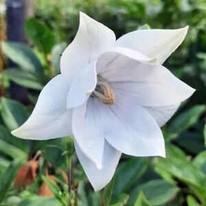 Katmerli platycodon tohumu beyaz balon çiçeği tohumu hakone white