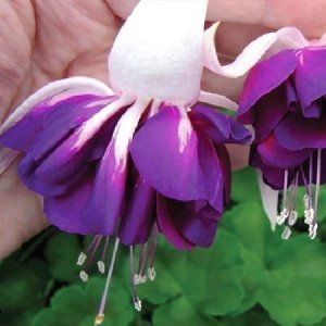 Marbeller heri mochara küpeli çiçeği fidesi XXL büyük katlı çiçekli