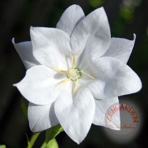 Katmerli platycodon tohumu beyaz balon çiçeği tohumu hakone white