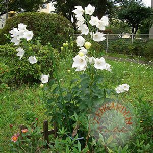 Katmerli platycodon tohumu beyaz balon çiçeği tohumu hakone white