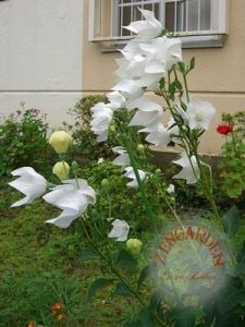 Katmerli platycodon tohumu beyaz balon çiçeği tohumu hakone white