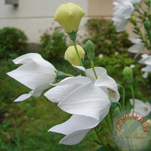 Katmerli platycodon tohumu beyaz balon çiçeği tohumu hakone white