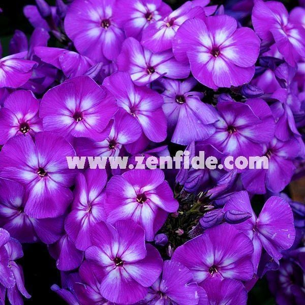 Mor floks fidesi phlox paniculata adessa special purple star 3 adet 7 cm saksıda