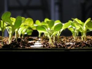 Tohum çimlendirme torfu özel npk katkılı profesyonel çimlendirme toprağı 5 litre