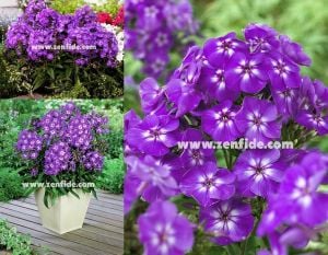 Mor floks fidesi phlox paniculata adessa special purple star 3 adet 7 cm saksıda