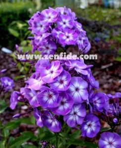 Mor floks fidesi phlox paniculata adessa special purple star 3 adet 7 cm saksıda
