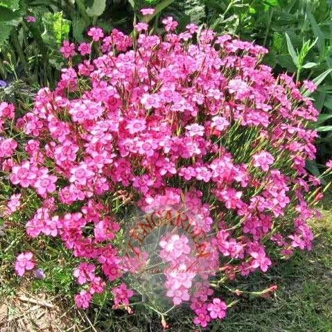 Kokulu çim karanfil tohumu dianthus