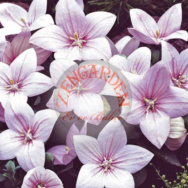 Pembe balon çiçeği tohumu platycodon grandiflora