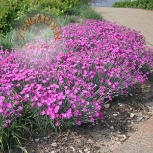 Kokulu çim karanfil tohumu dianthus