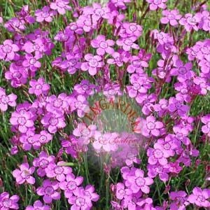 Kokulu çim karanfil tohumu dianthus