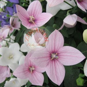 Pembe balon çiçeği tohumu platycodon grandiflora