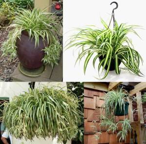 Kurdele hava temizleyen bitki chlorophytum comosum variegatum