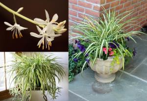 Kurdele hava temizleyen bitki chlorophytum comosum variegatum