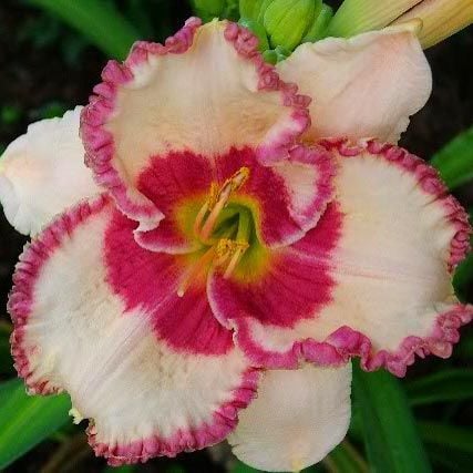 Dare to love gün güzeli soğanı hemerocallis