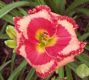 Dare to love gün güzeli soğanı hemerocallis