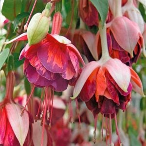 Marbeller orange king küpeli çiçeği fidesi XXL büyük katlı çiçekli