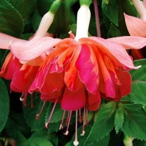 Marbeller orange king küpeli çiçeği fidesi XXL büyük katlı çiçekli