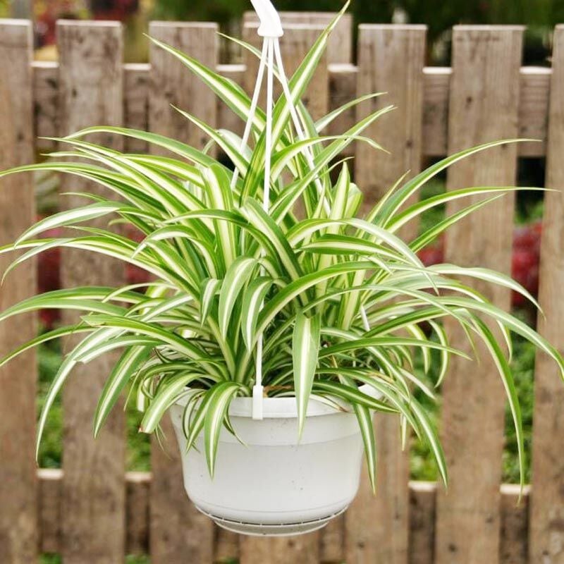 Kurdele hava temizleyen bitki chlorophytum comosum variegatum