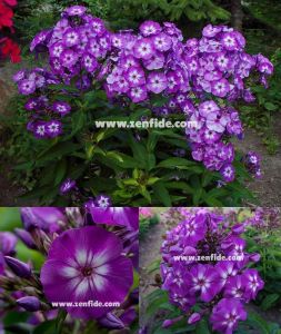 Mor floks fidesi phlox paniculata adessa special purple star 7 cm saksıda