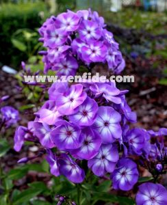 Mor floks fidesi phlox paniculata adessa special purple star 7 cm saksıda