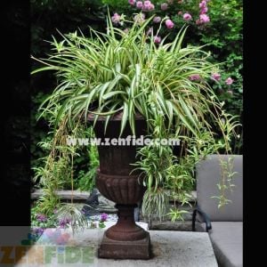 Kurdele hava temizleyen bitki chlorophytum comosum variegatum