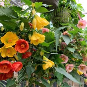 Abutilon tohumu karışık renkler hibrit abutilon x hybridum
