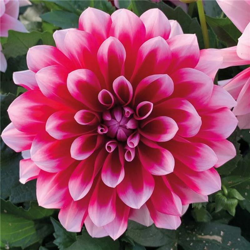 Yıldız çiçeği fidesi dalya dahlia lubega burgundy white