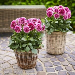 Yıldız çiçeği fidesi dalya dahlia lubega burgundy white