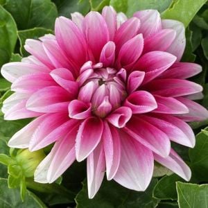 Yıldız çiçeği fidesi dalya dahlia lubega burgundy white