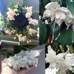 White king küpeli çiçeği fidesi XXL büyük katlı çiçekli