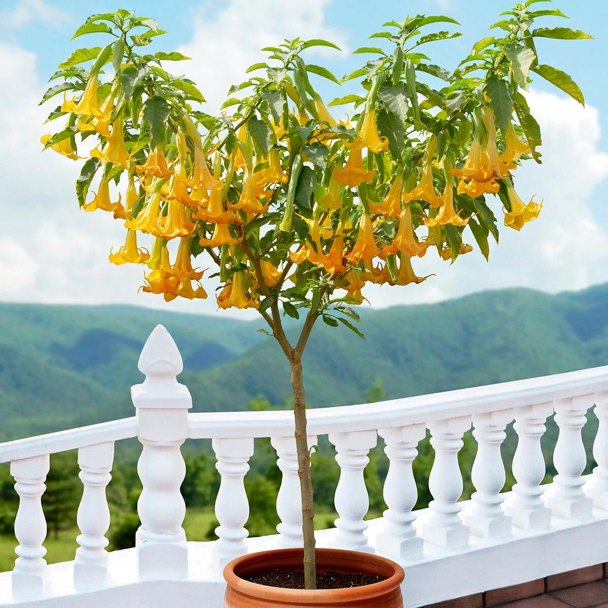 Sarı brugmansia fidanı parfüm kokulu dev çiçekler