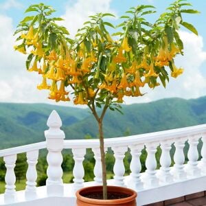 Sarı brugmansia fidanı parfüm kokulu dev çiçekler