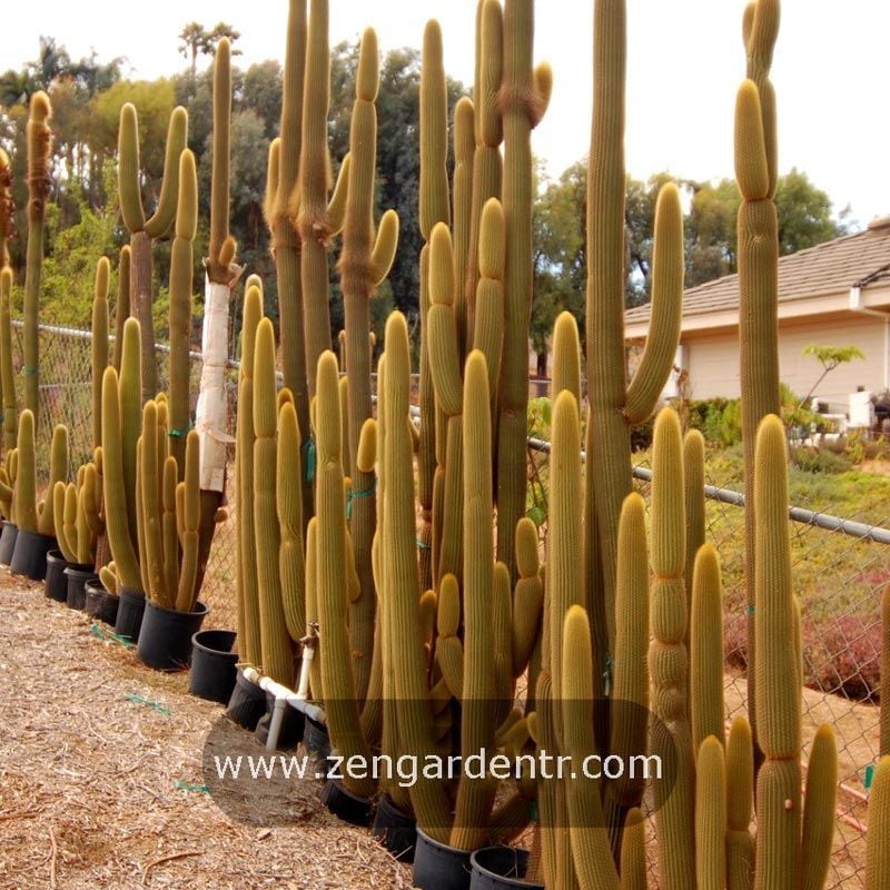 Peru kaktüs tohumu weberbauerocereus cactus