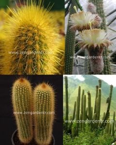 Peru kaktüs tohumu weberbauerocereus cactus