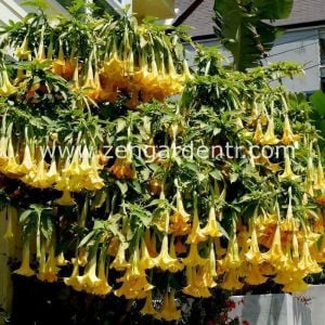 Sarı brugmansia fidanı parfüm kokulu dev çiçekler