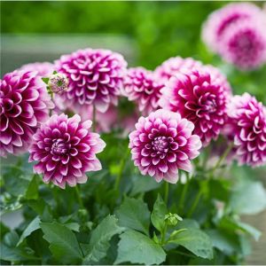 Yıldız çiçeği fidesi dalya dahlia lubega burgundy white