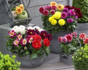 Yıldız çiçeği fidesi dalya dahlia lubega burgundy white