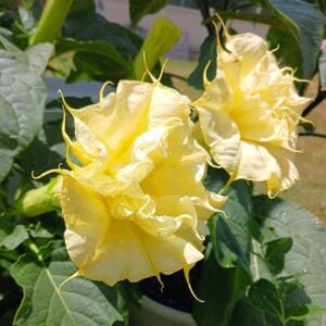 Katmerli sarı datura tohumu ballerina serisi