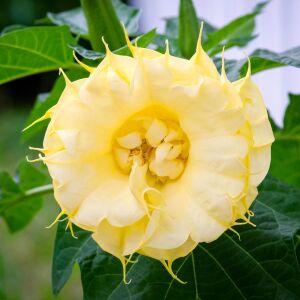 Katmerli sarı datura tohumu ballerina serisi