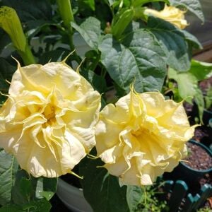 Katmerli sarı datura tohumu ballerina serisi