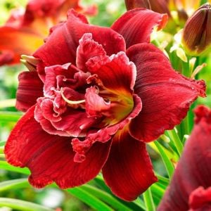 Katlı kırmızı gün güzeli saksıda ithal double red royal hemerocallis