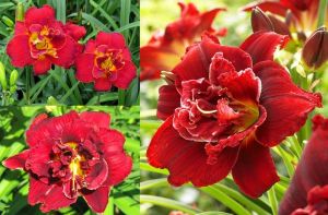 Katlı kırmızı gün güzeli saksıda ithal double red royal hemerocallis