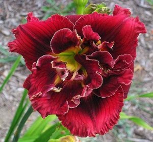 Katlı kırmızı gün güzeli saksıda ithal double red royal hemerocallis