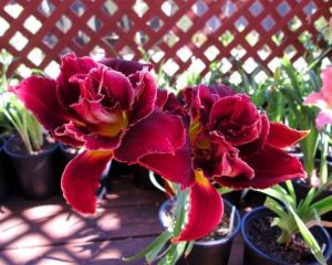 Katlı kırmızı gün güzeli saksıda ithal double red royal hemerocallis