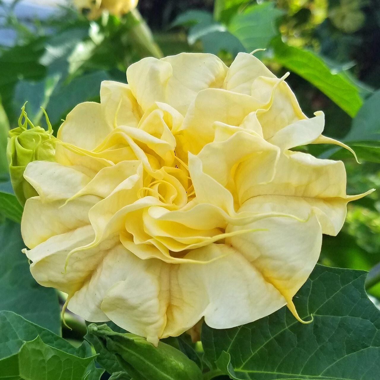 Katmerli sarı datura tohumu ballerina serisi