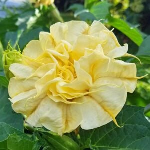 Katmerli sarı datura tohumu ballerina serisi