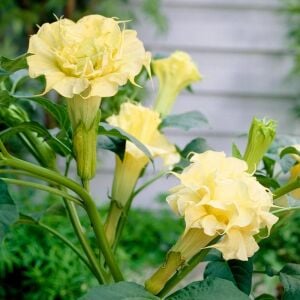 Katmerli sarı datura tohumu ballerina serisi