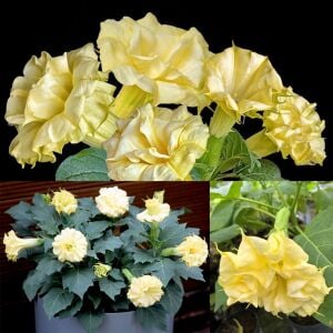 Katmerli sarı datura tohumu ballerina serisi