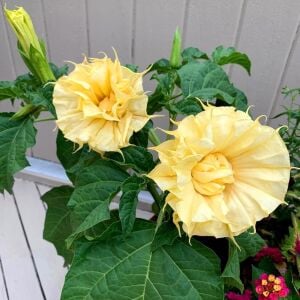 Katmerli sarı datura tohumu ballerina serisi
